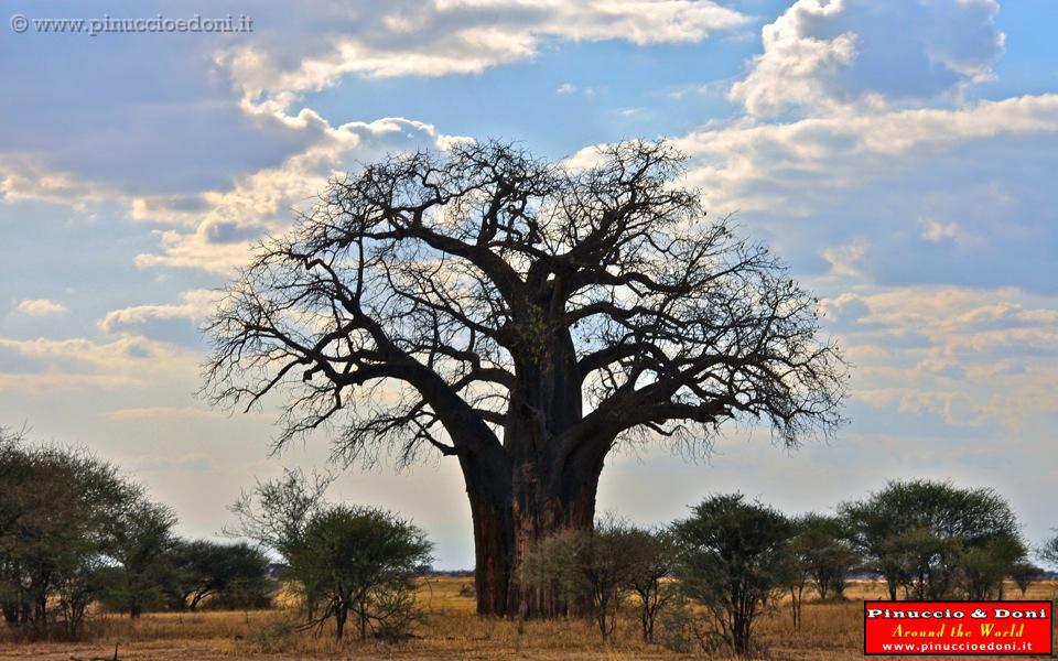 TANZANIA - Tarangire National Park - 08.jpg